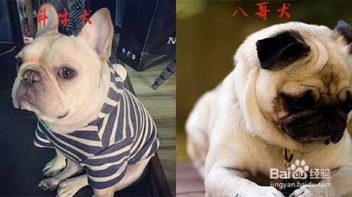 斗牛犬和八哥犬的区别 百度经验