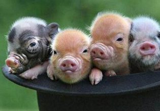 夏天为宠物提供足够的水分尤为重要