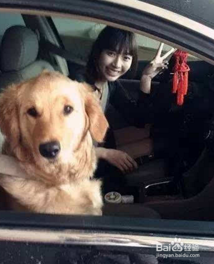 如何让狗狗不惧怕车辆且乐于乘车