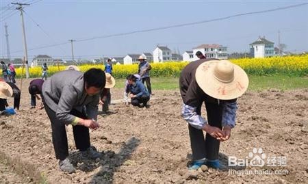 种向日葵要注意什么？