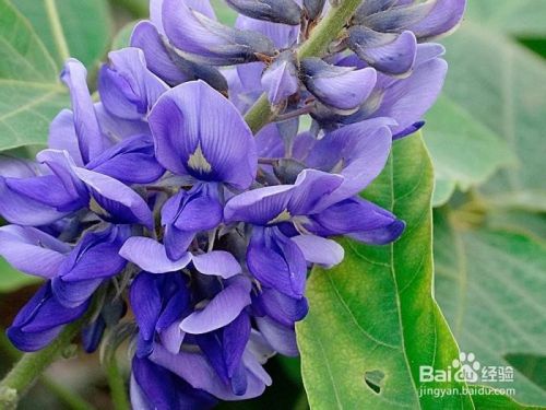 葛花的功效与作用 百度经验