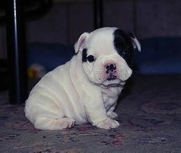 喂，铲屎的！你家狗有话对你说！