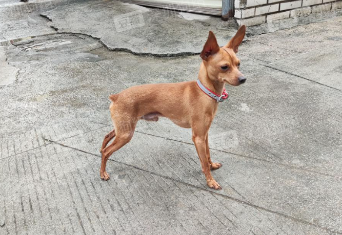 2斤多的小鹿犬有几个月