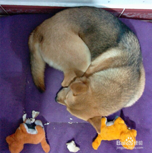 狗不在外面拉屎怎么办
