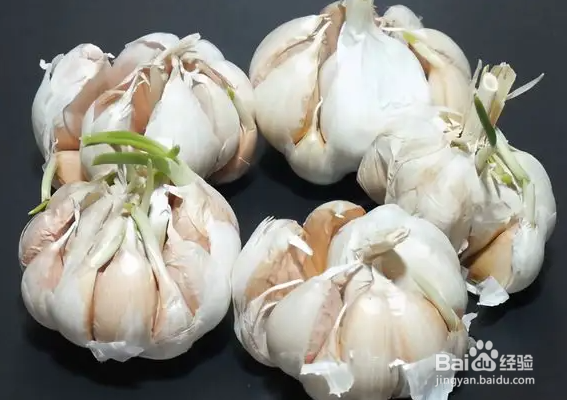 发芽大蒜怎么种植方法