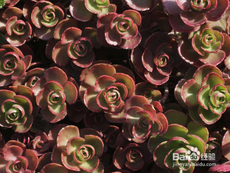 冬季怎样养护多肉植物小球玫瑰？