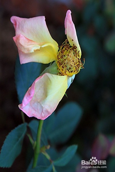 早更的原因、症状、调理方法