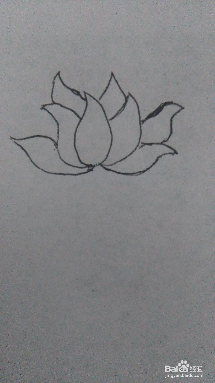 简笔画--荷花