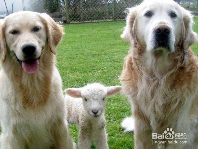 怎么训练狗狗唤回技能？