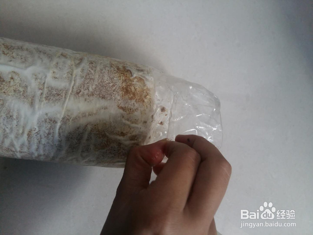 网上购买的蘑菇菌包如何种植，自己在家养蘑菇？