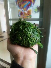 如何用野生荠菜做成可口的馄饨野生荠菜营养价值