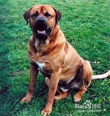 世界上最凶最猛最厉害的狗