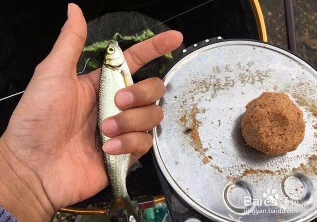 今天是钓一天的鱼，都是白条为主。