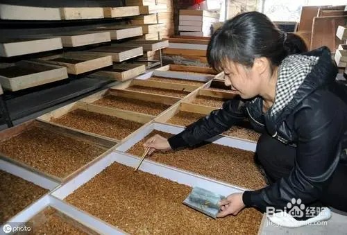 蛋白虫是怎么繁殖的