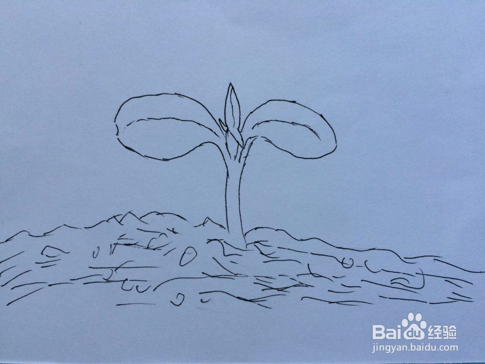 刚发芽的凤仙花的样子怎么画