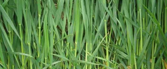 大麦种植:大麦倒伏怎么防止?
