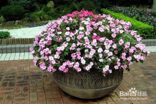 非州凤仙花的养护技巧