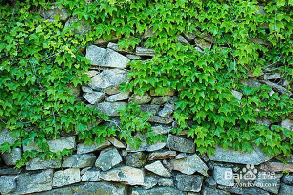 常春藤怎么养殖?