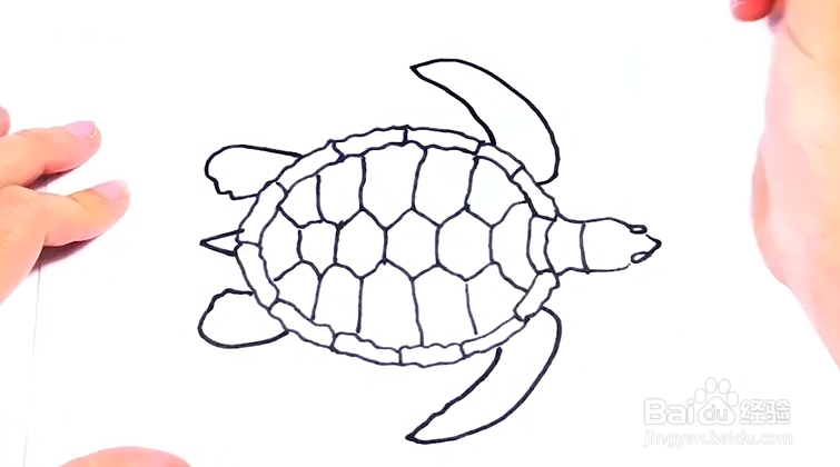 儿童简笔画——如何用彩笔一笔一笔画海龟