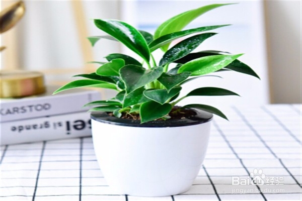 金钻的养殖方法和注意事项有什么？