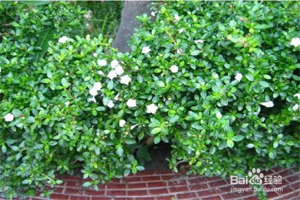 六月雪的养殖方法和注意事项有哪些？