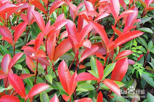 红叶石楠的养殖方法和注意事项