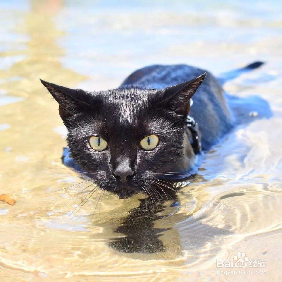 猫咪会游泳吗？