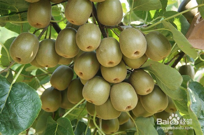 与虾相克的食物搭配及后果