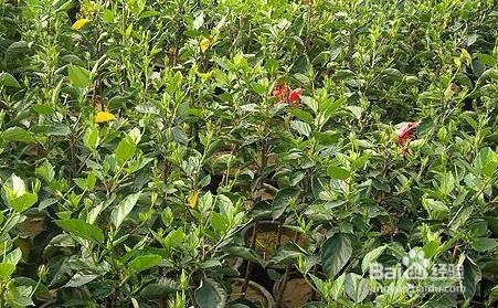 桑叶牡丹怎么修剪