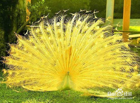 怎样让孔雀开屏