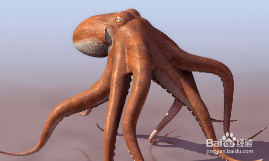 章鱼怎么做好吃