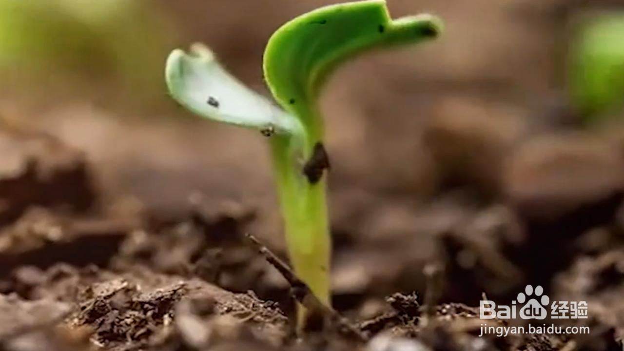 怎样学会实用的种植小技巧