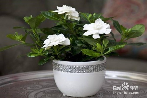 栀子花应该怎么养