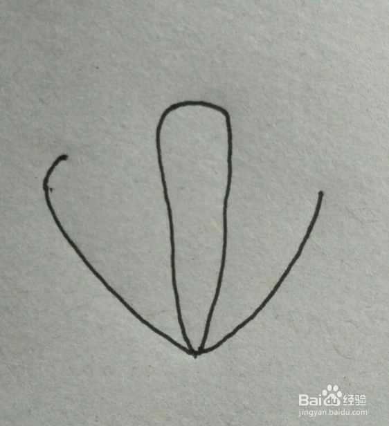 扇贝简笔画教程
