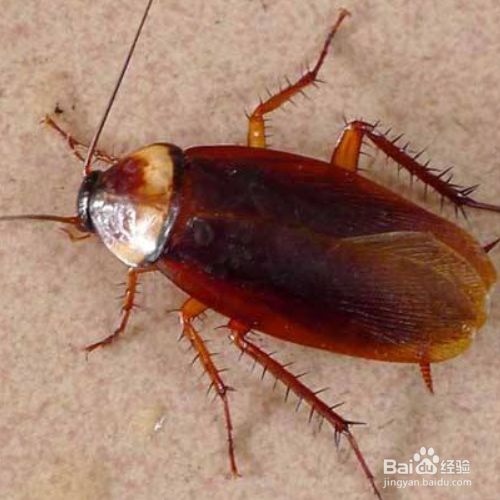房间里有蟑螂怎么办?