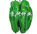 辣椒多姿多样