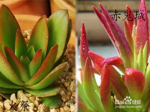 多肉植物火祭和赤鬼城怎么区分 百度经验 多肉植物火祭和赤鬼城怎么区分 百度经验