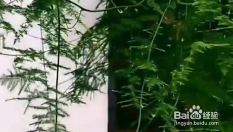 如何在家养护文竹