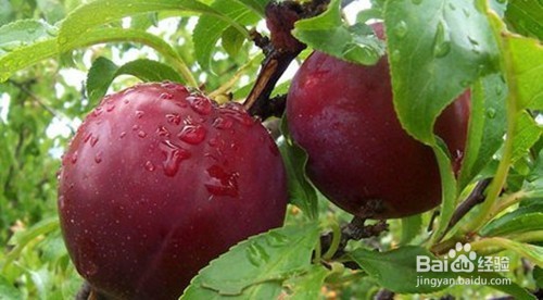 李子的核吞了怎么办