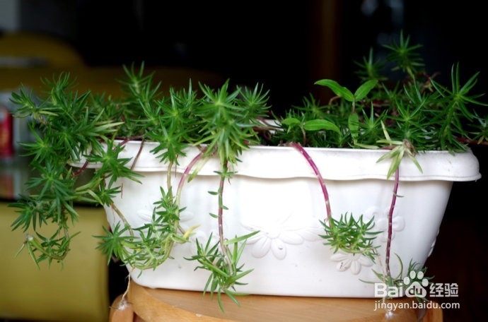 家中必不可少的东西