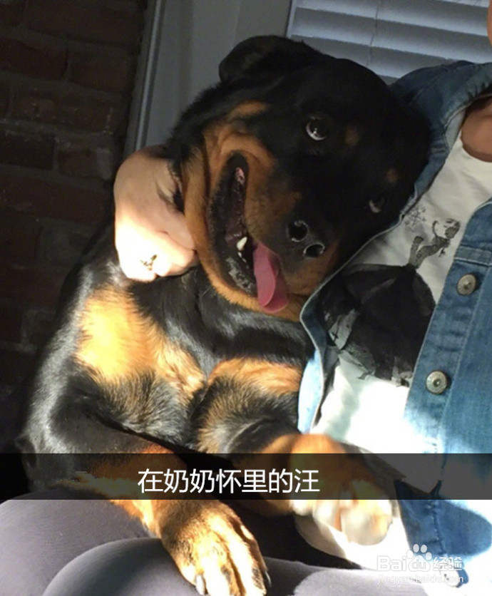 网友拍下的自家蠢汪的搞笑瞬间，这是要成精啊