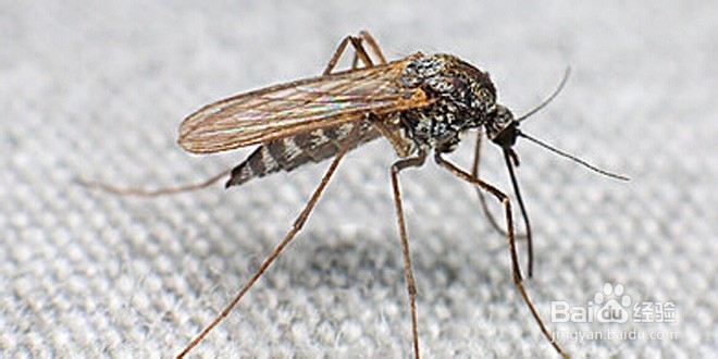 蚊子的爱好，由我们来消灭