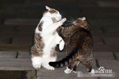 两只猫爱打架怎么办