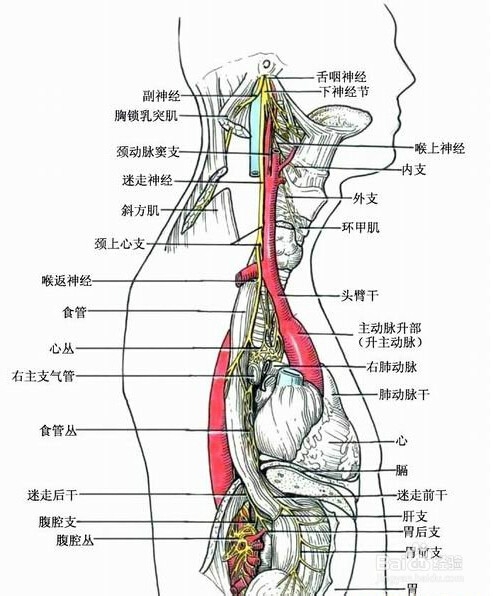 为什么掏耳朵会咳嗽?