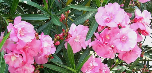 几种常见的家庭不宜存放的花卉