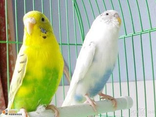 在家驯服虎皮鹦鹉实用四法