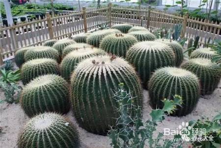 这些花夏天长最快, 错过这段时间, 后悔都来不及!