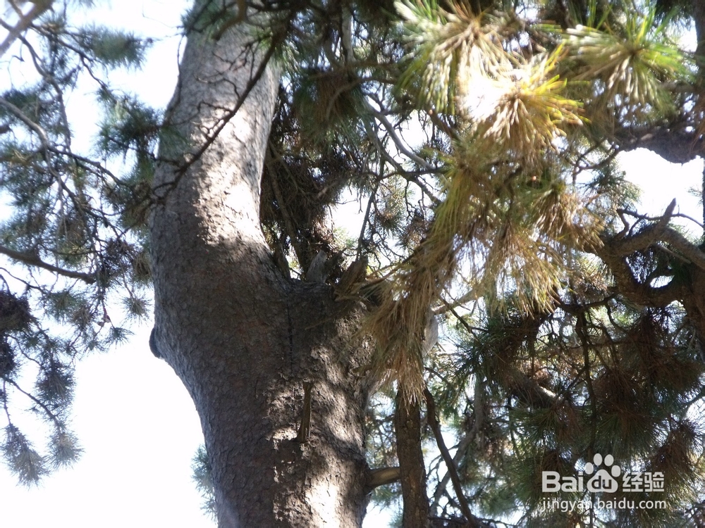 如何探寻沈阳北陵公园的古松群（神树）