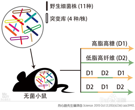 减肥难别急，精准调控细菌的方法已横空出世！