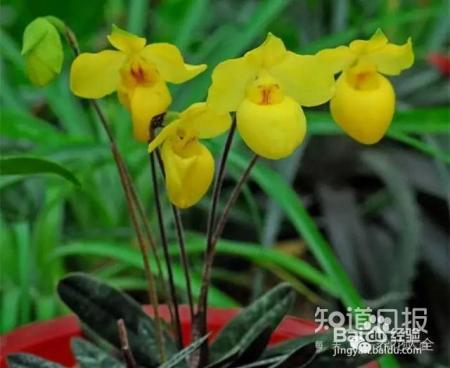 100种兰花品种图鉴，花开瞬间，艳冠群芳！